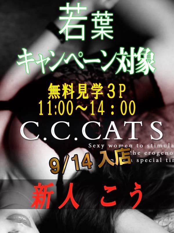 C.C.Cats：こう