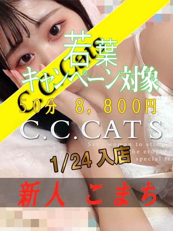 C.C.Cats：こまち